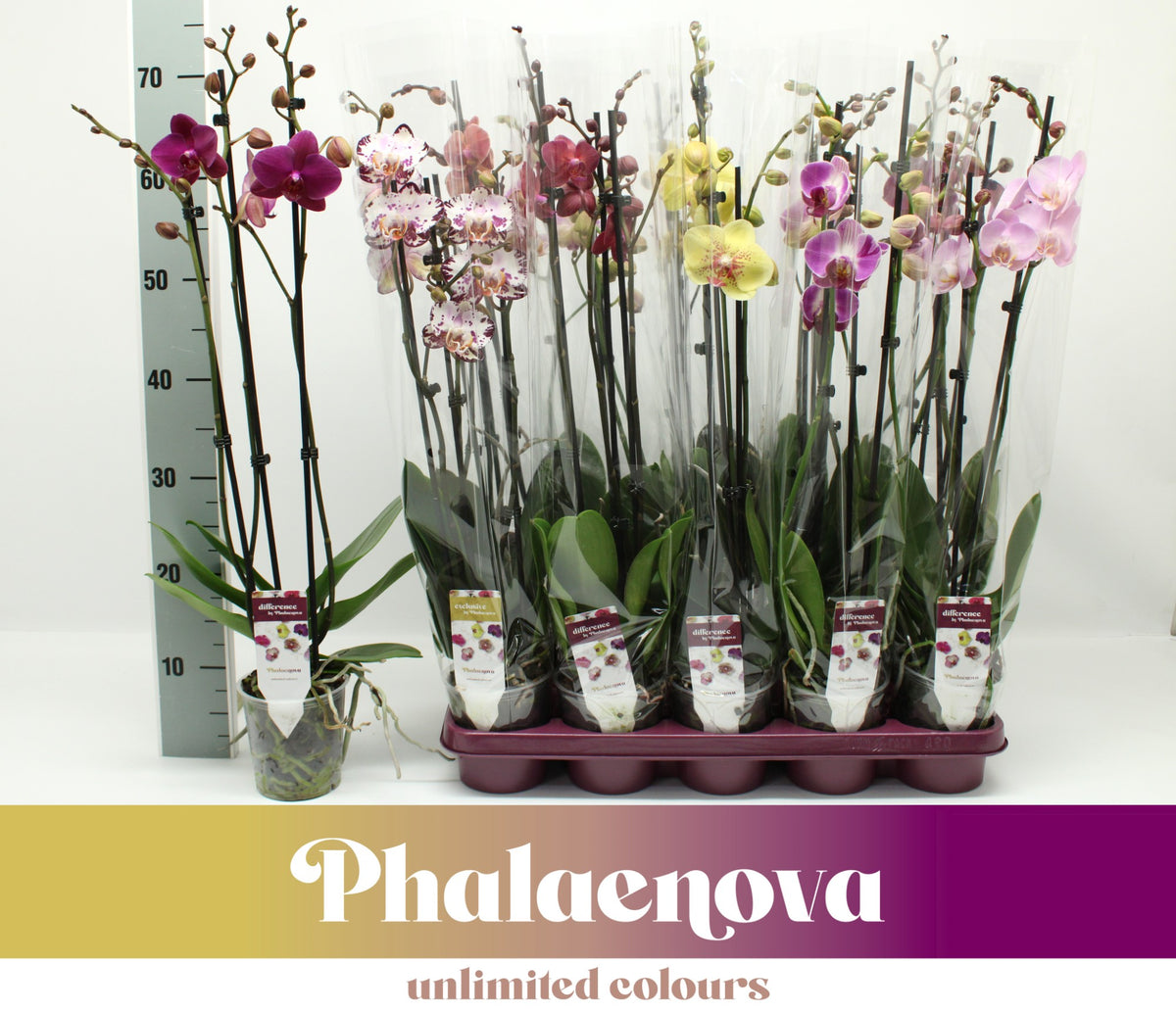 Phalaenopsis mix 65cm 12cm Pot