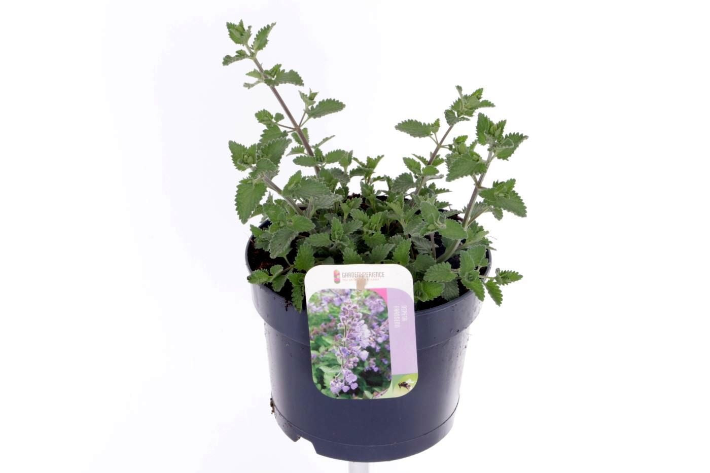 Nepeta faa. Walker's Low 20cm 17cm Pot