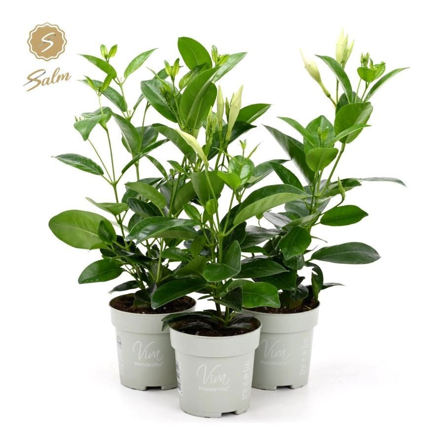 Mandevilla Rio White 33cm 10cm Pot