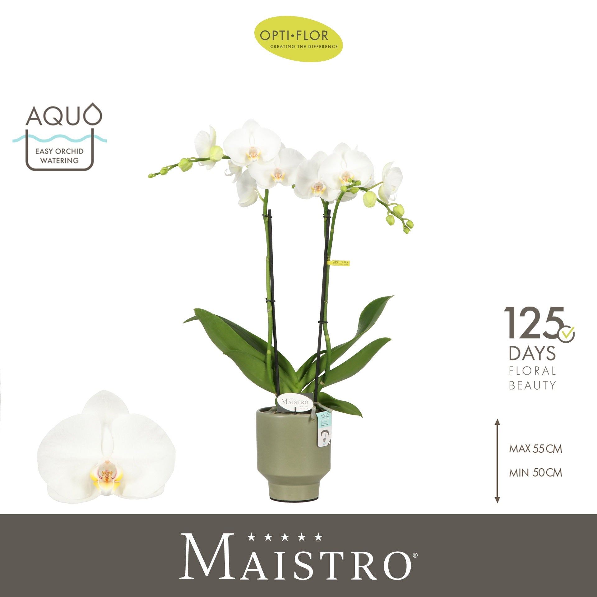 Phalaenopsis Maistro Mozart (+ drp. Emilia Green) 50cm 12cm Pot