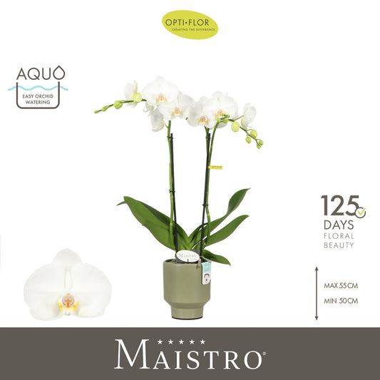 Phalaenopsis Maistro Mozart (+ drp. Emilia Green) 50cm 12cm Pot