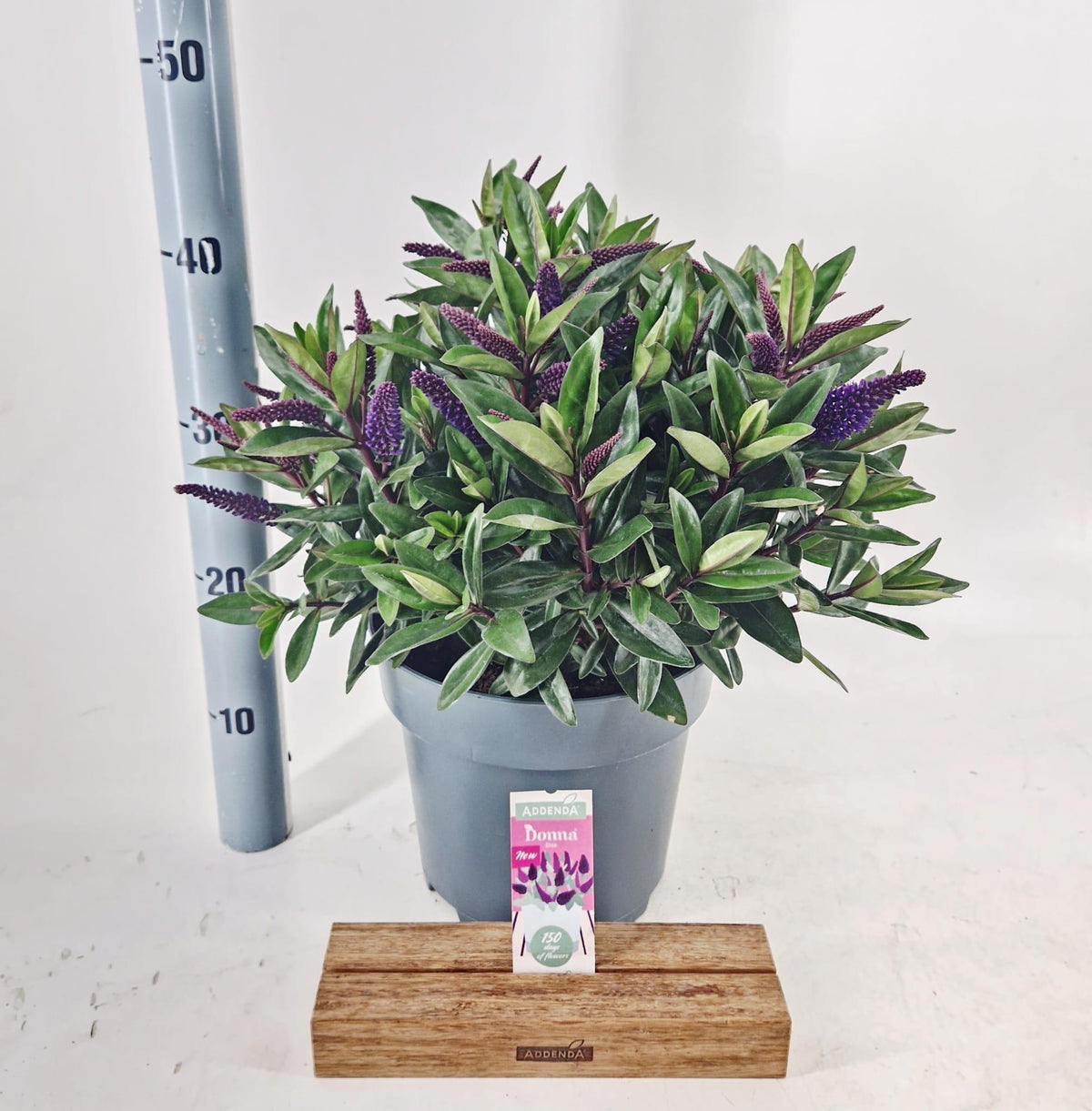 Hebe Addenda mix 35cm 23cm Pot