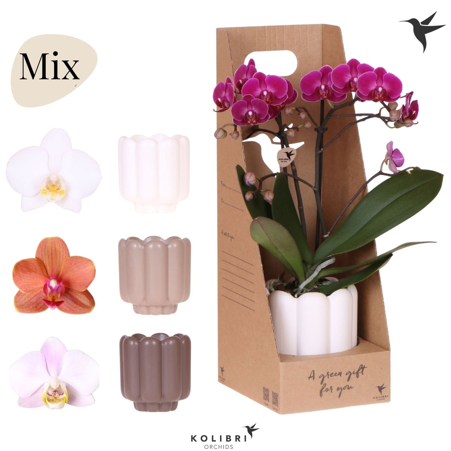 Phalaenopsis mix 40cm 9cm Pot