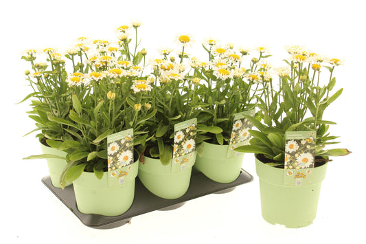 Leucanthemum max. Oh La Lacrosse 15cm 15cm Pot