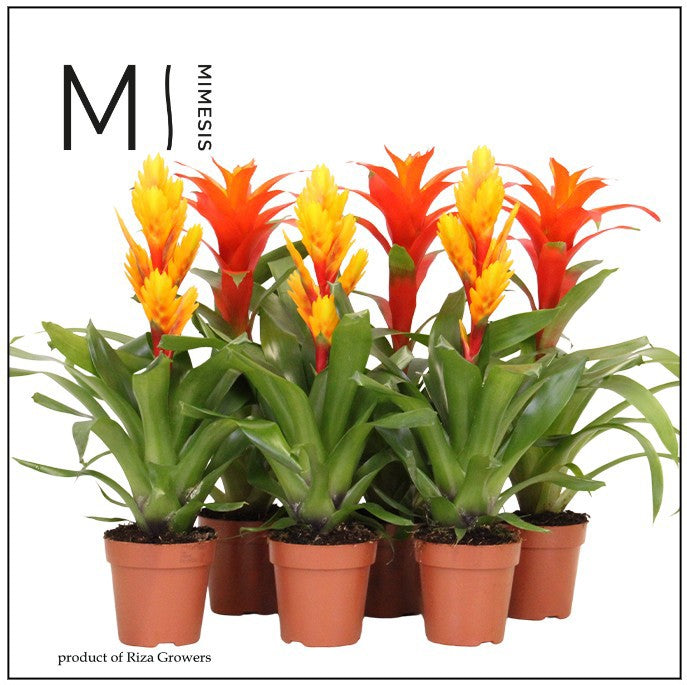 Bromelia mix 45cm 12cm Pot