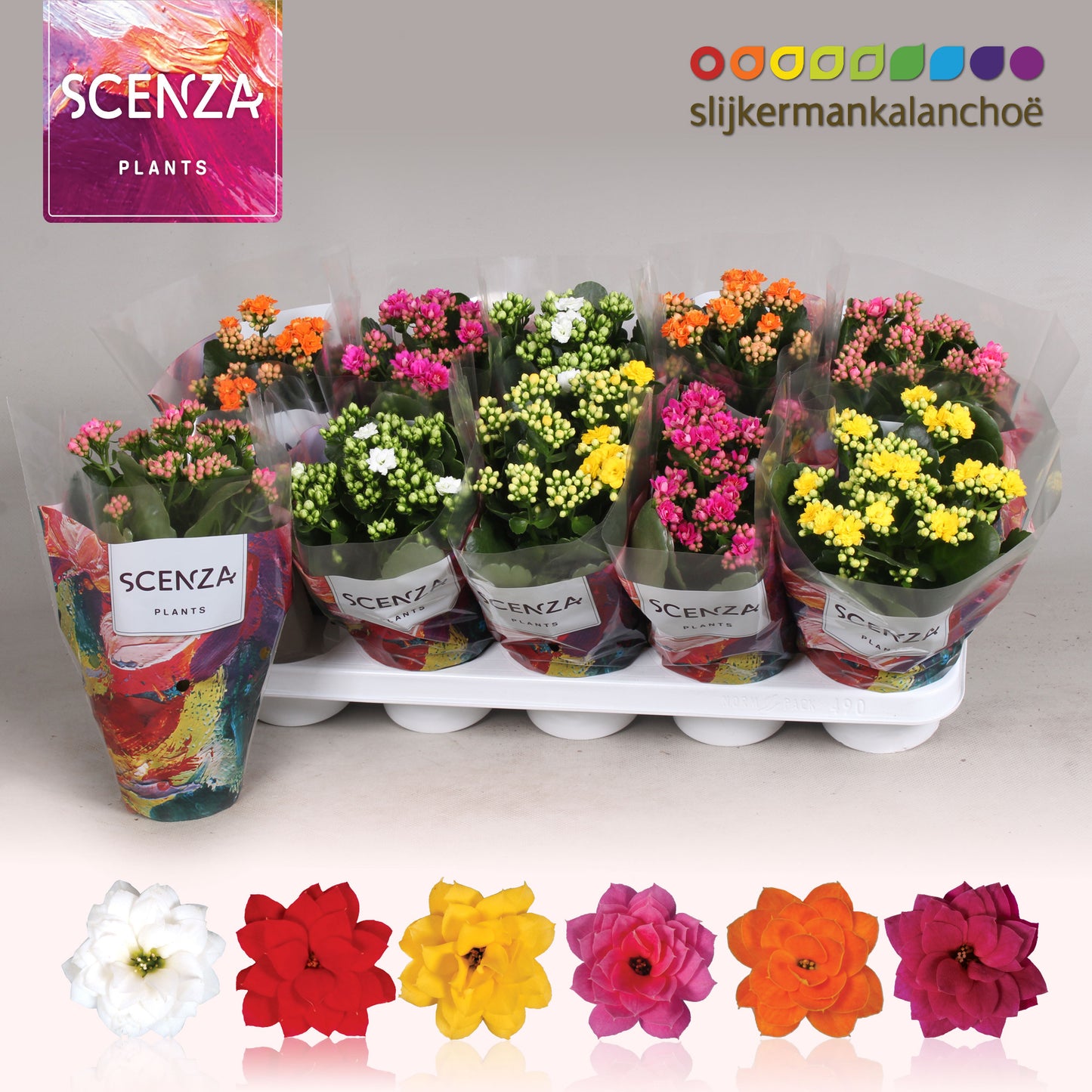 Kalanchoe mix 26cm 12cm Pot