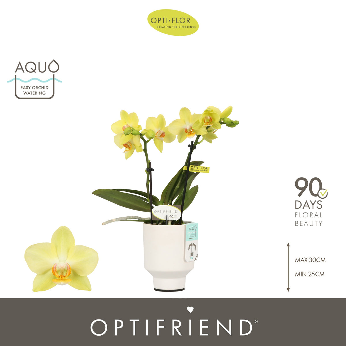 Phalaenopsis yellow 25cm 7cm Pot