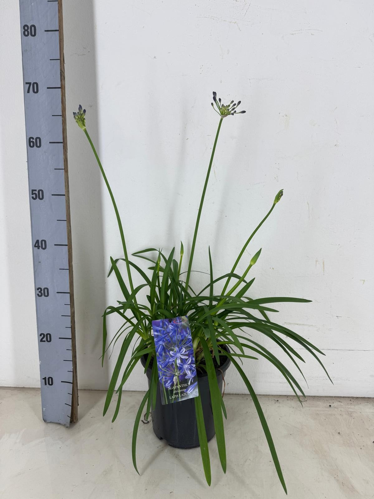 Agapanthus africanus 75cm 19cm Pot