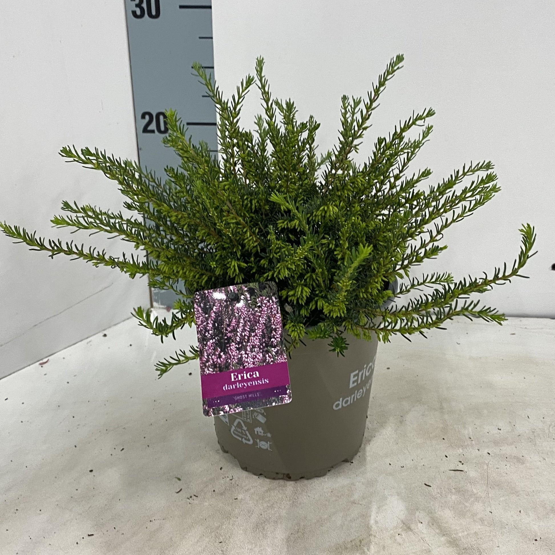 Erica Ghost Hills 15cm 15cm Pot