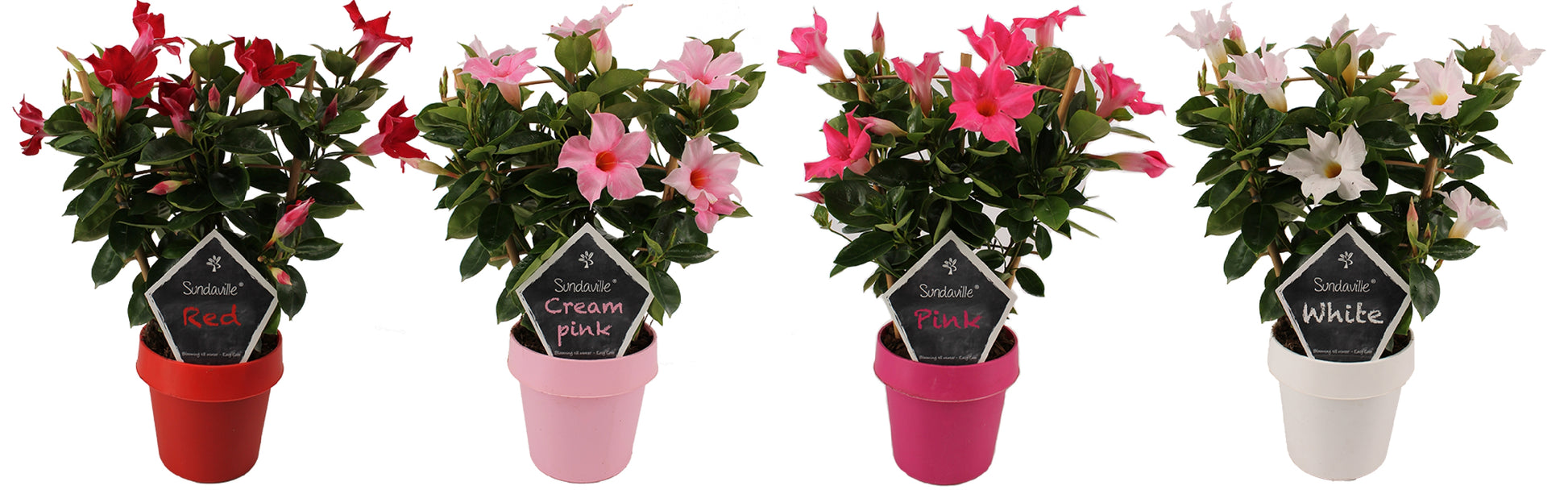 Beauty Plants Mandevilla mix trellis Pack of 6