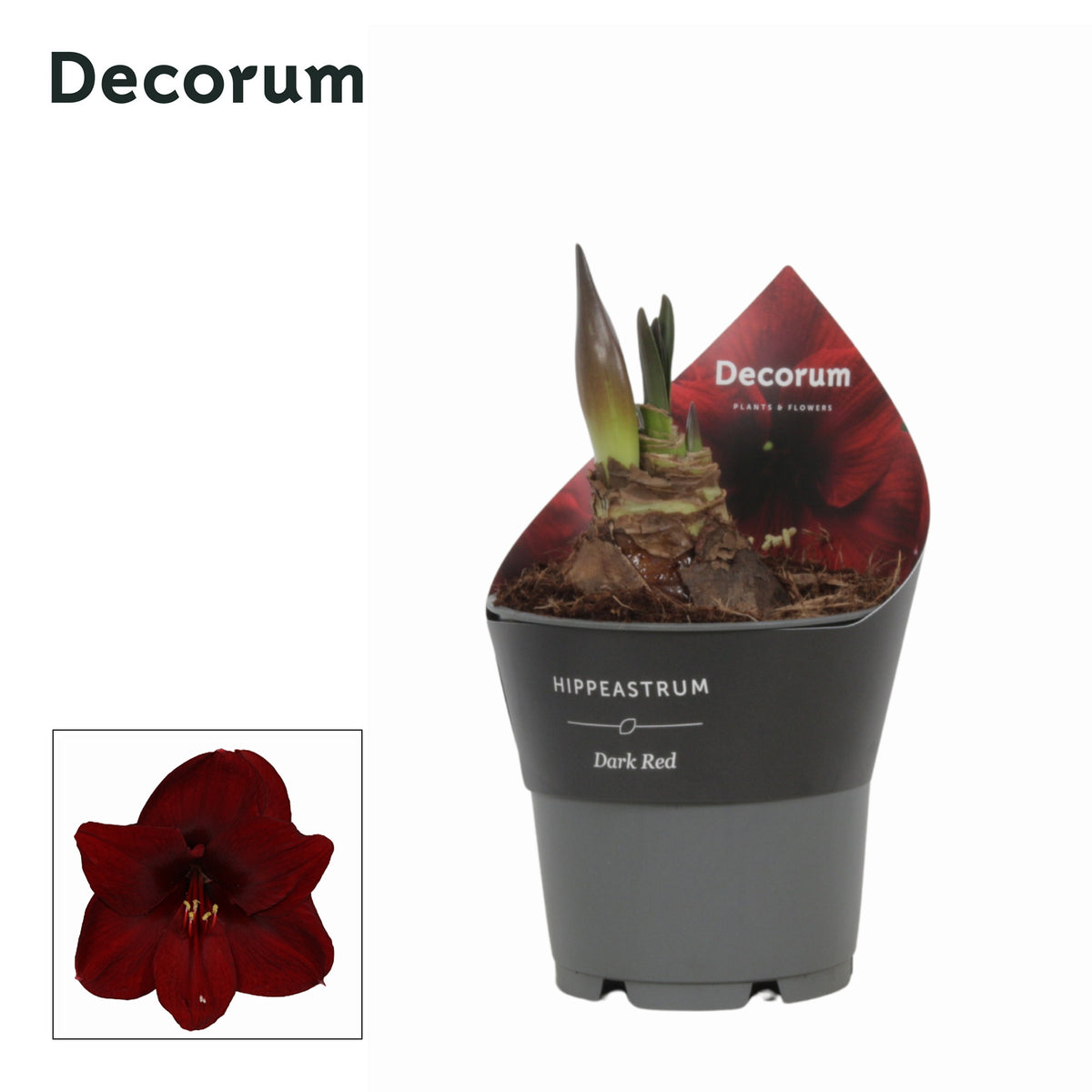 Hippeastrum 25cm 12cm Pot