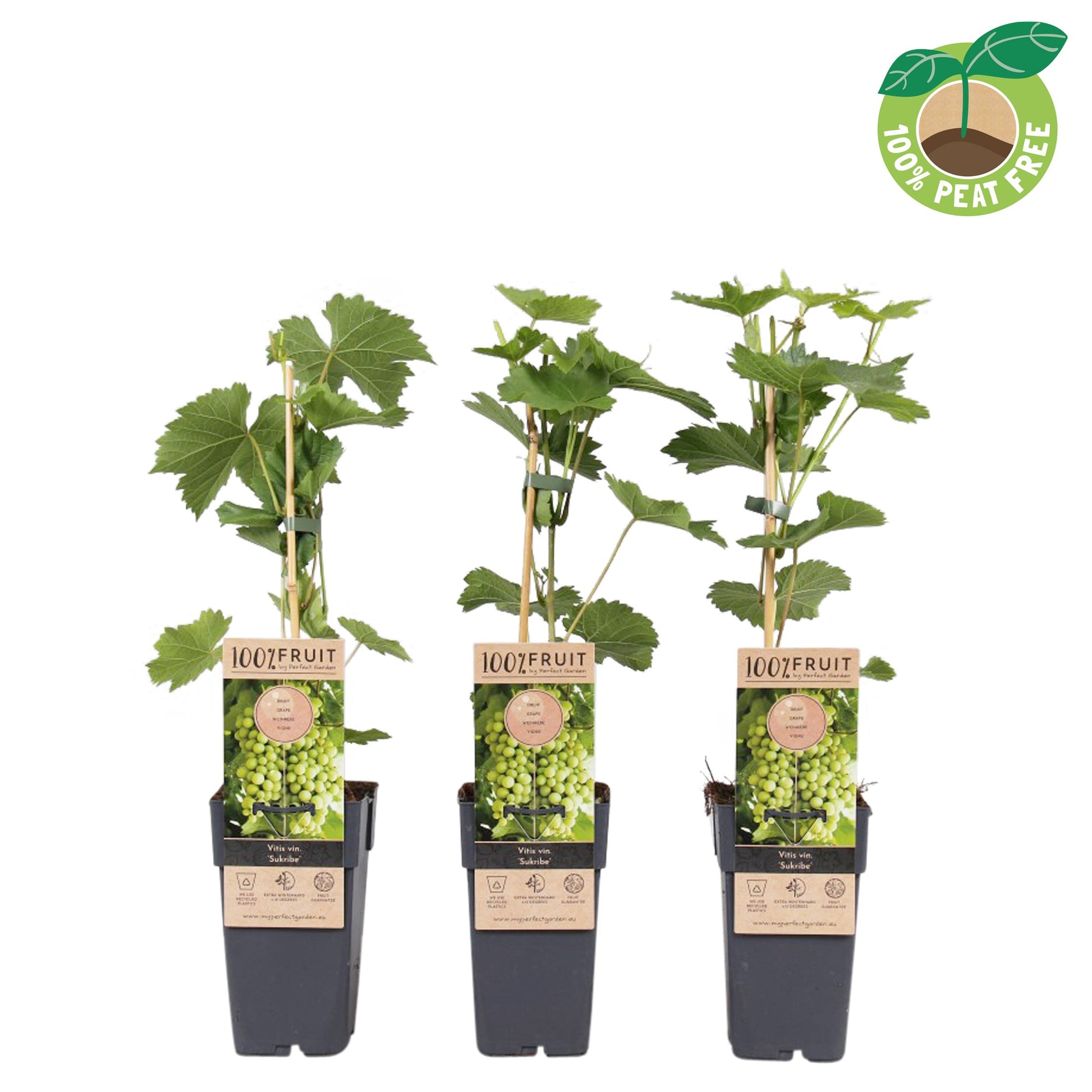 Vitis vinifera Sukrib 50cm 15cm Pot
