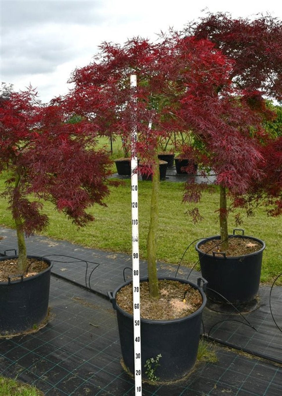 Acer palmatum mix 200cm 65cm Pot