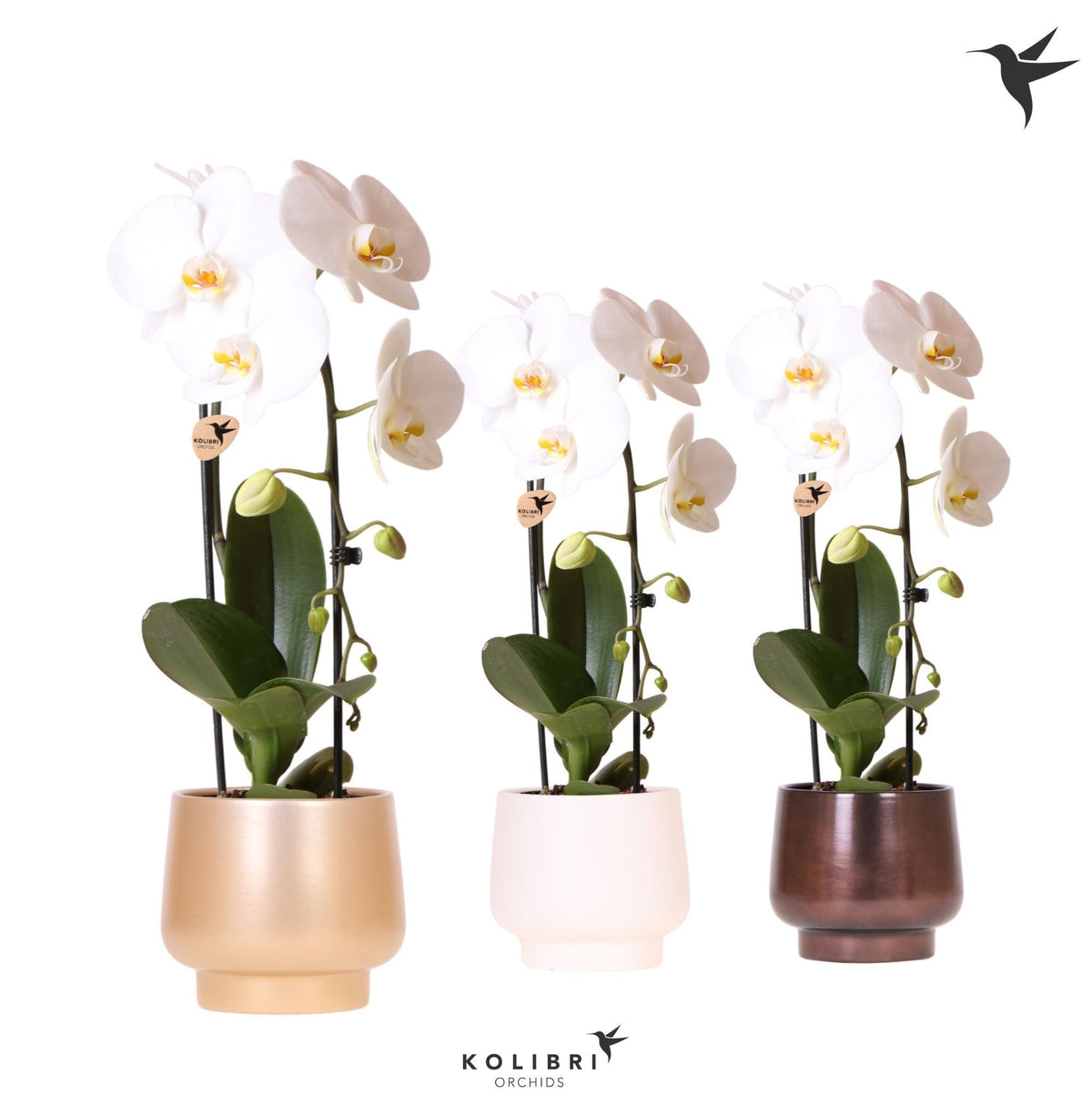 Phalaenopsis Elegant cascade 50cm 12cm Pot