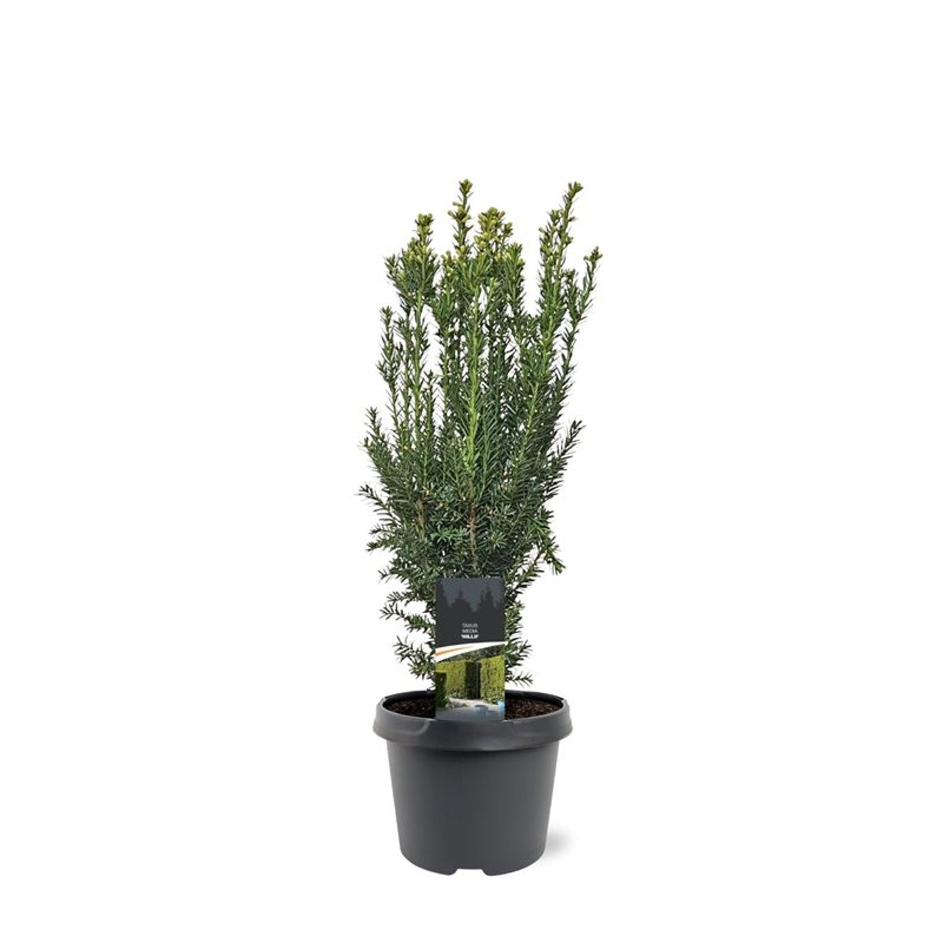 Taxus media Hillii 60cm 19cm Pot