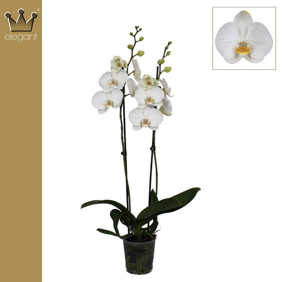 Phalaenopsis Royal White 60cm 12cm Pot