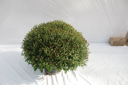 Chrysanthemum indicum 45cm 19cm Pot