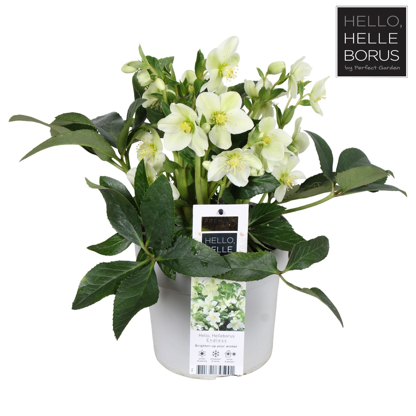 Helleborus Endless 38cm 19cm Pot