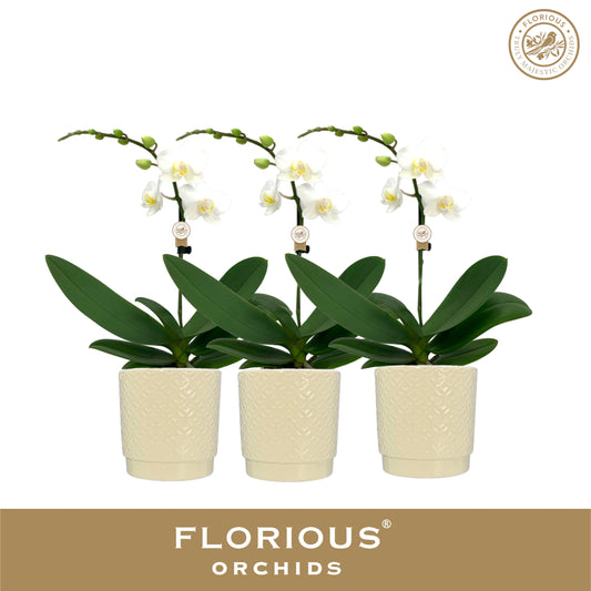 Phalaenopsis white 40cm 9cm Pot