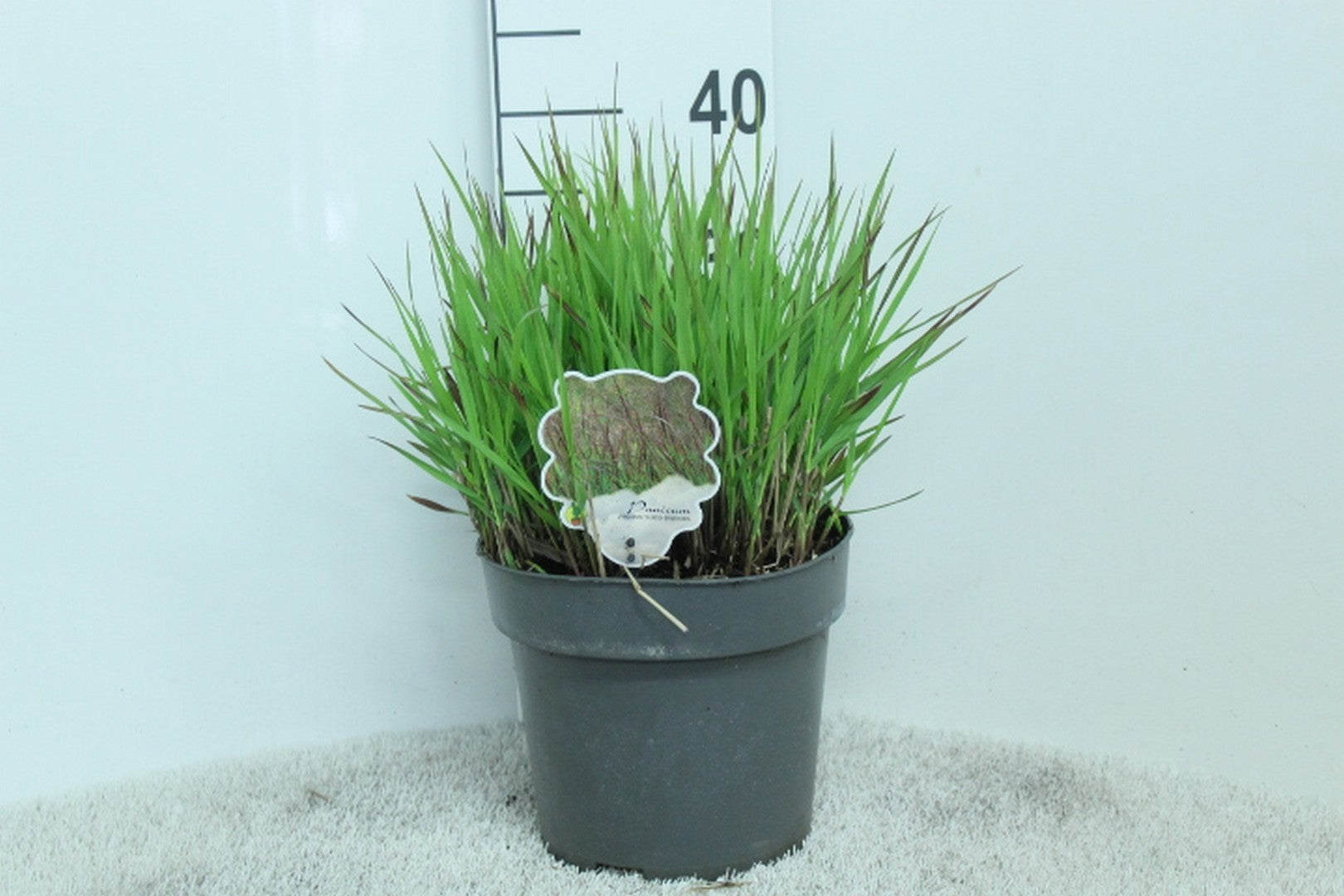 Panicum virgatum 40cm 23cm Pot
