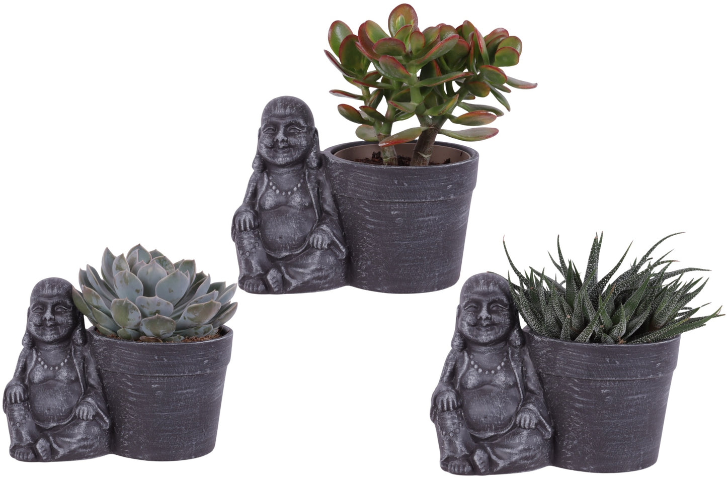 Succulent mix 25cm 21cm Pot