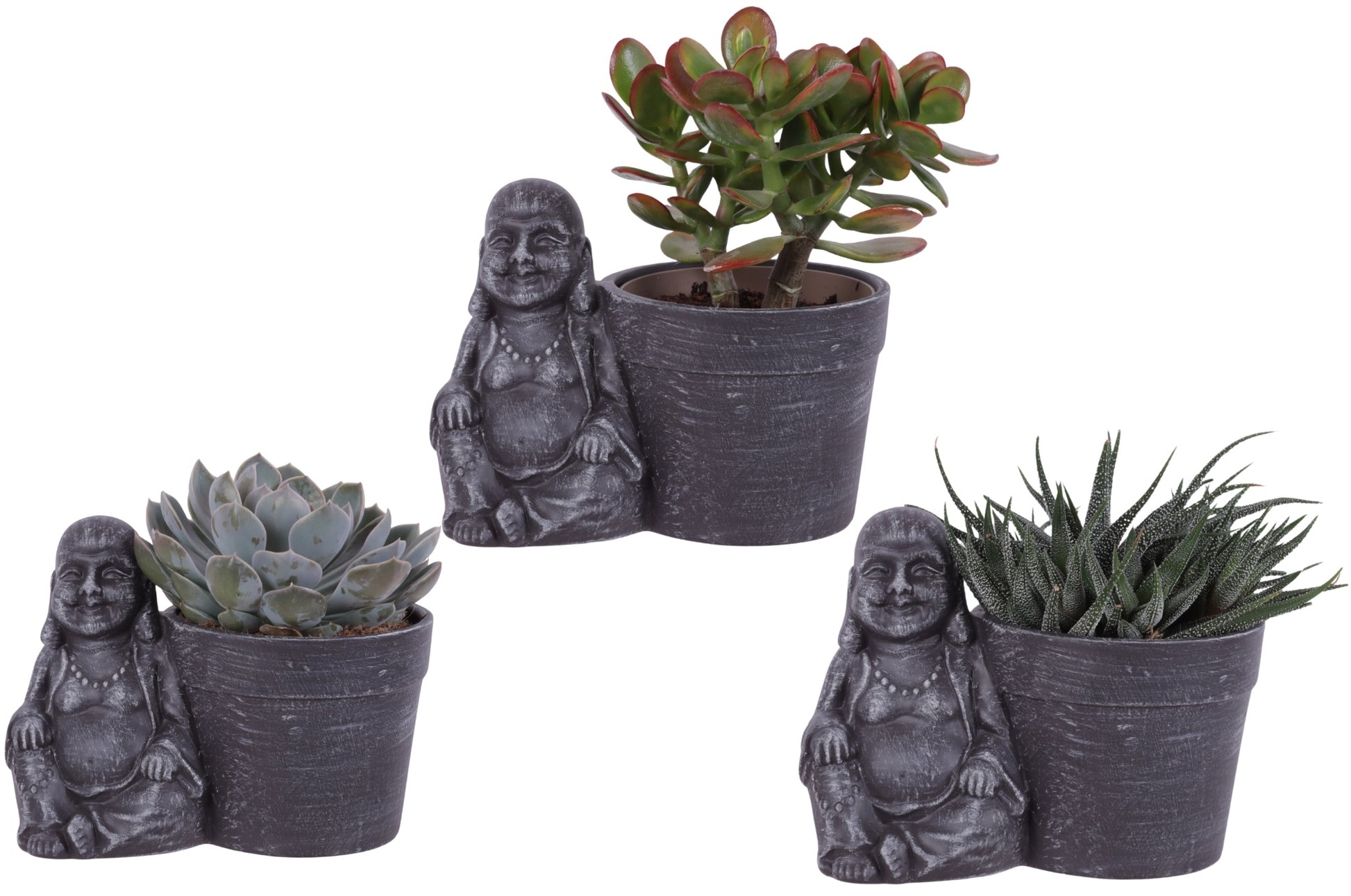 Succulent mix 25cm 21cm Pot