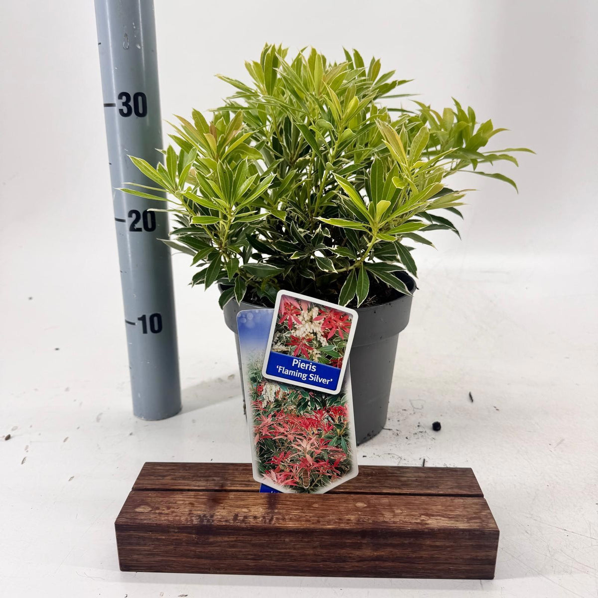 Pieris japonica Flaming Silver 30cm 19cm Pot
