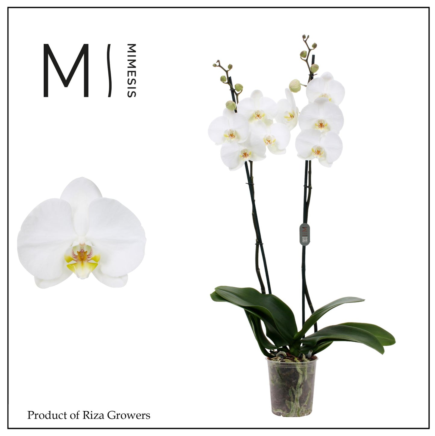Phalaenopsis white 80cm 12cm Pot