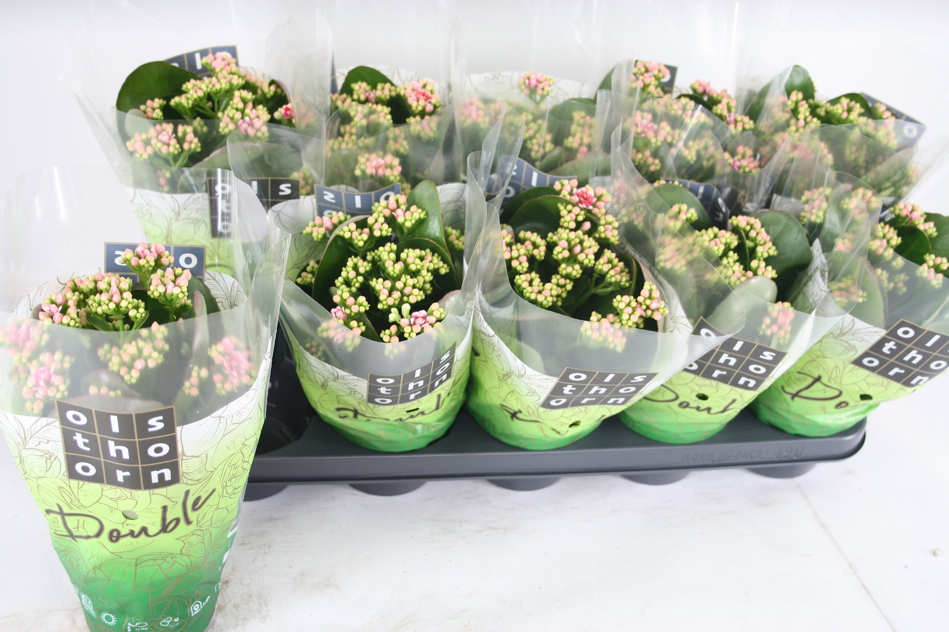 Kalanchoe Weaver Bicolor 24cm 12cm Pot