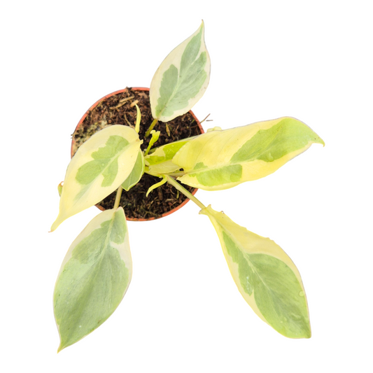 Philodendron scandens 15cm 7cm Pot