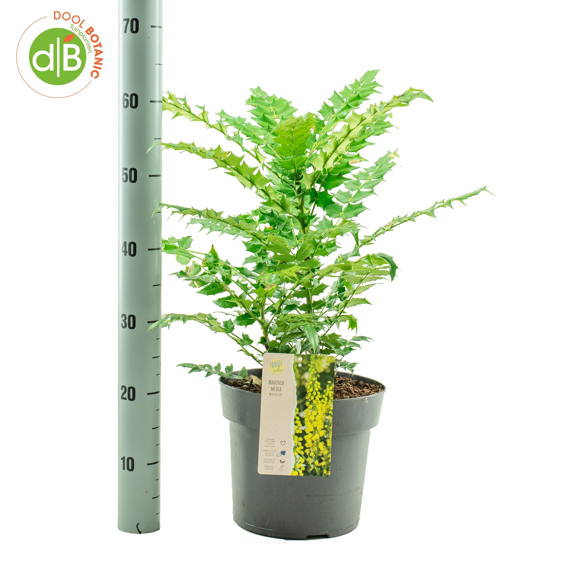 Dool Botanic Mahonia med. Winter Sun Pack of 1