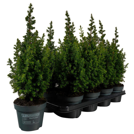 Chamaecyparis thy. Top Point 40cm 13cm Pot