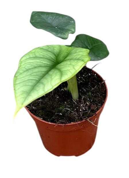 Alocasia amazonica 12cm 8cm Pot