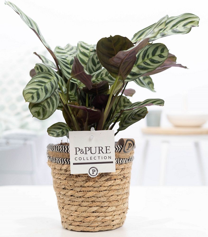 Ctenanthe burle-marxii 25cm 12cm Pot
