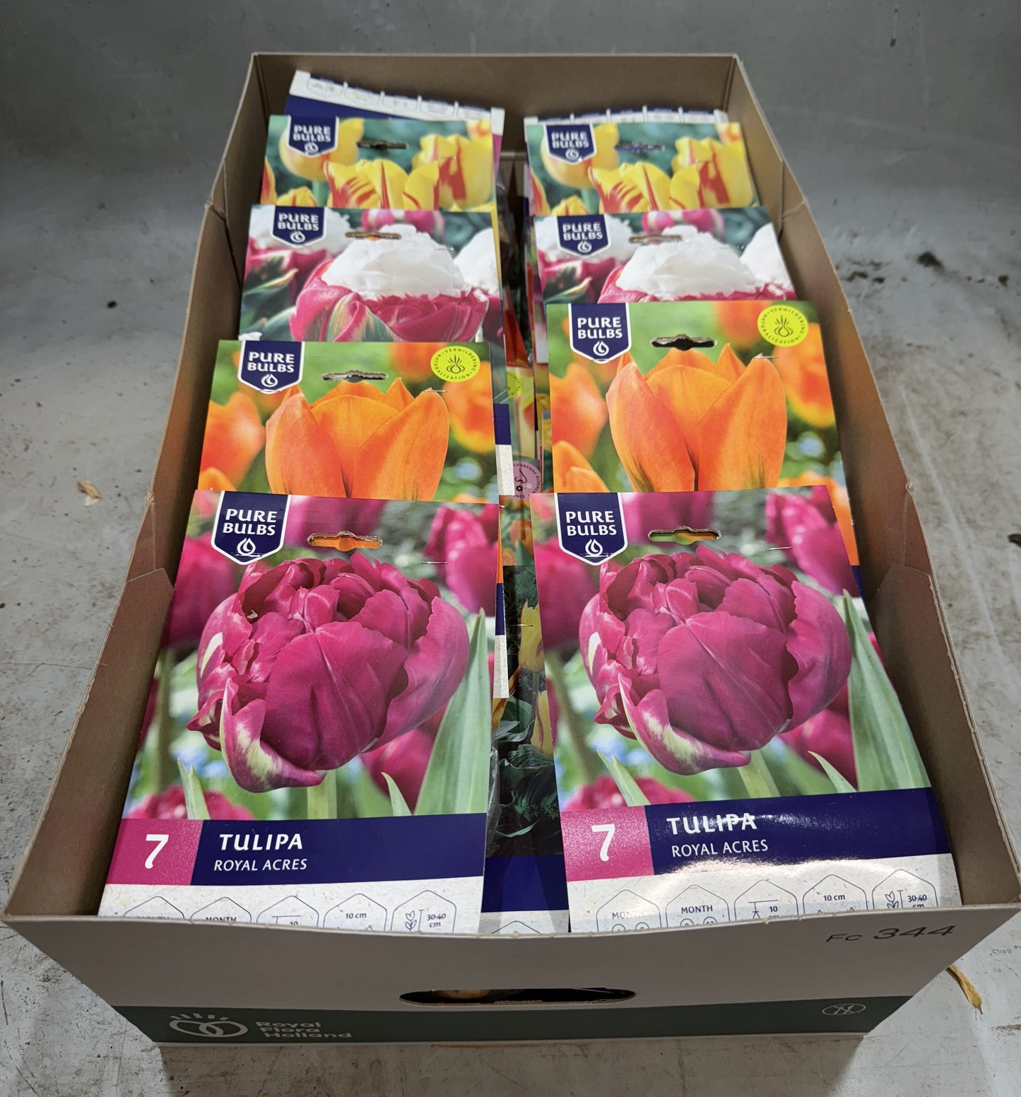 Tulips bulbs