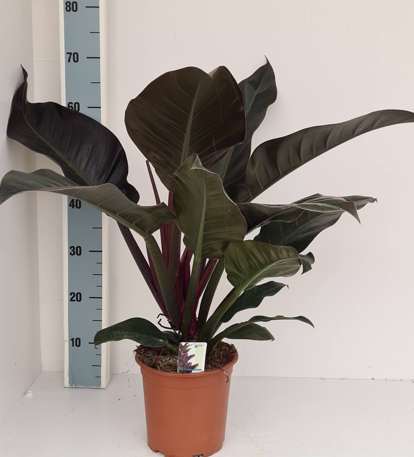 Philodendron Imperial Red 55cm 19cm Pot