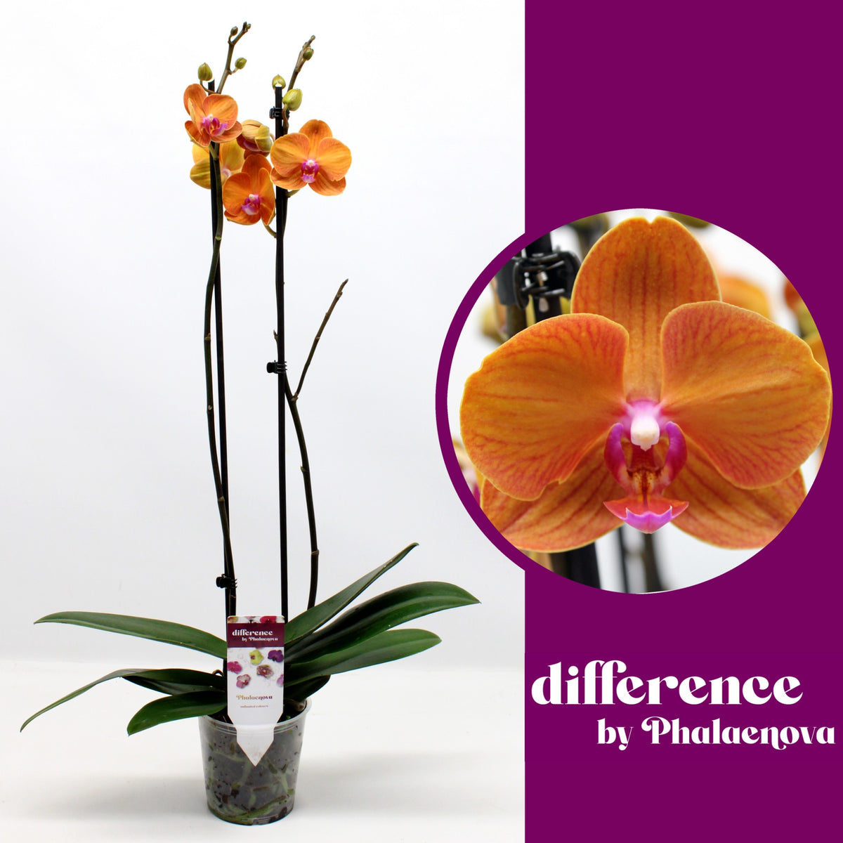 Phalaenopsis orange 70cm 12cm Pot