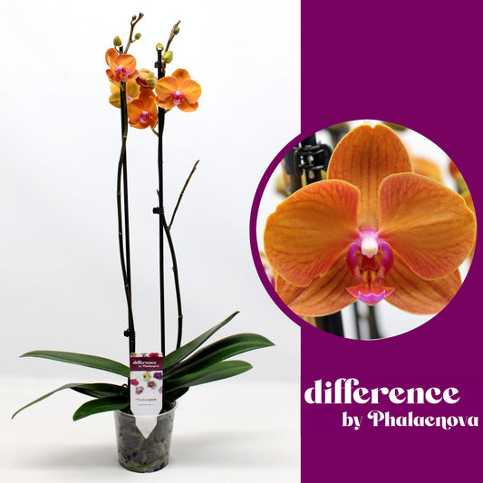 Phalaenopsis orange 70cm 12cm Pot