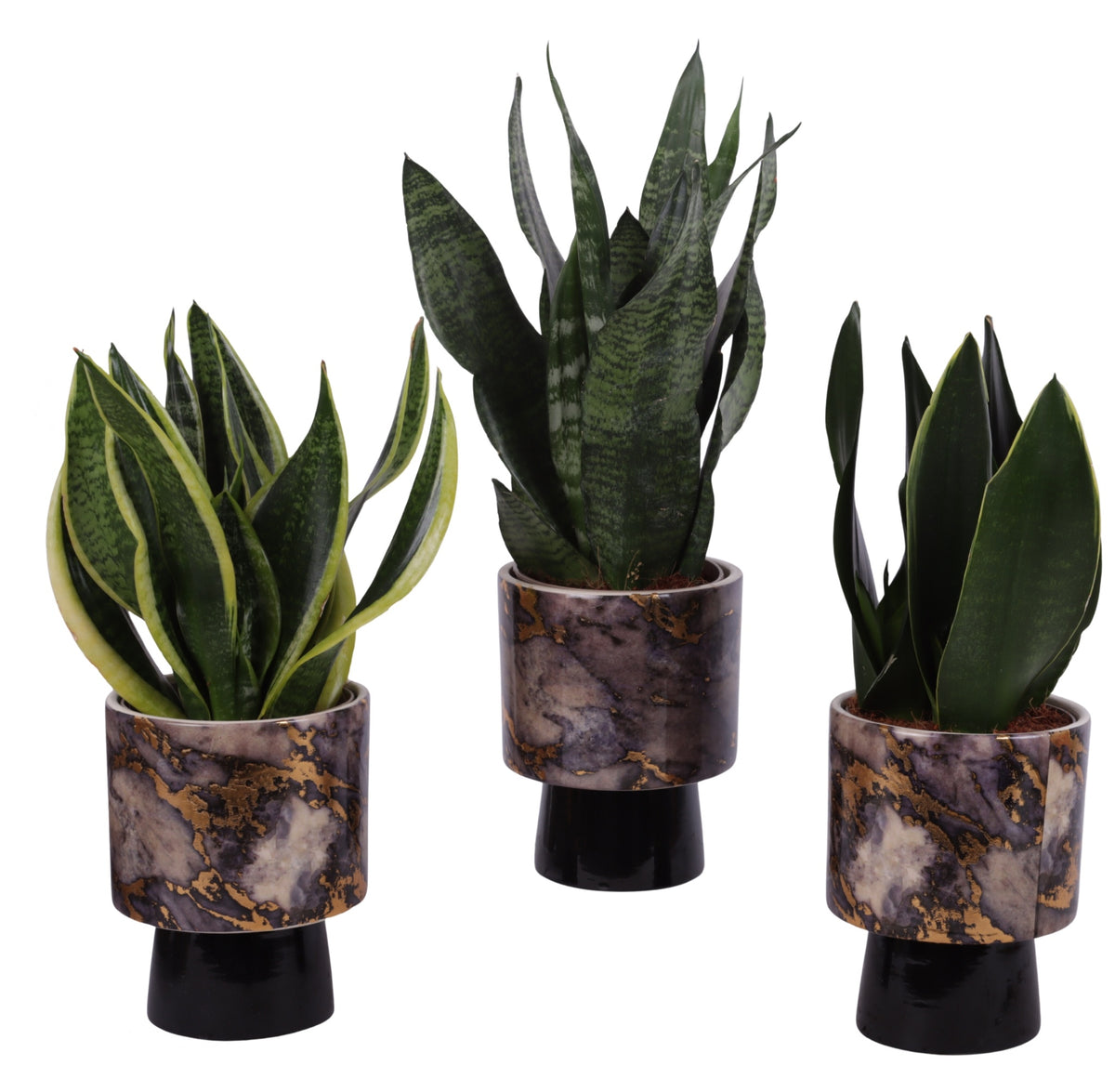 Sansevieria trifasciata 35cm 14cm Pot