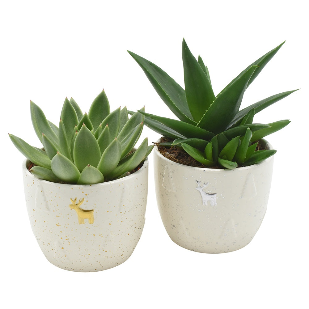 Succulenten mix (+ drp.magnetic) 13cm 12cm Pot
