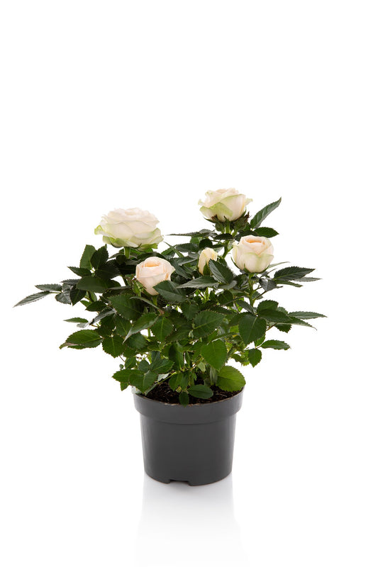 Rosa Kordana Grande Belami 25cm 510cm Pot
