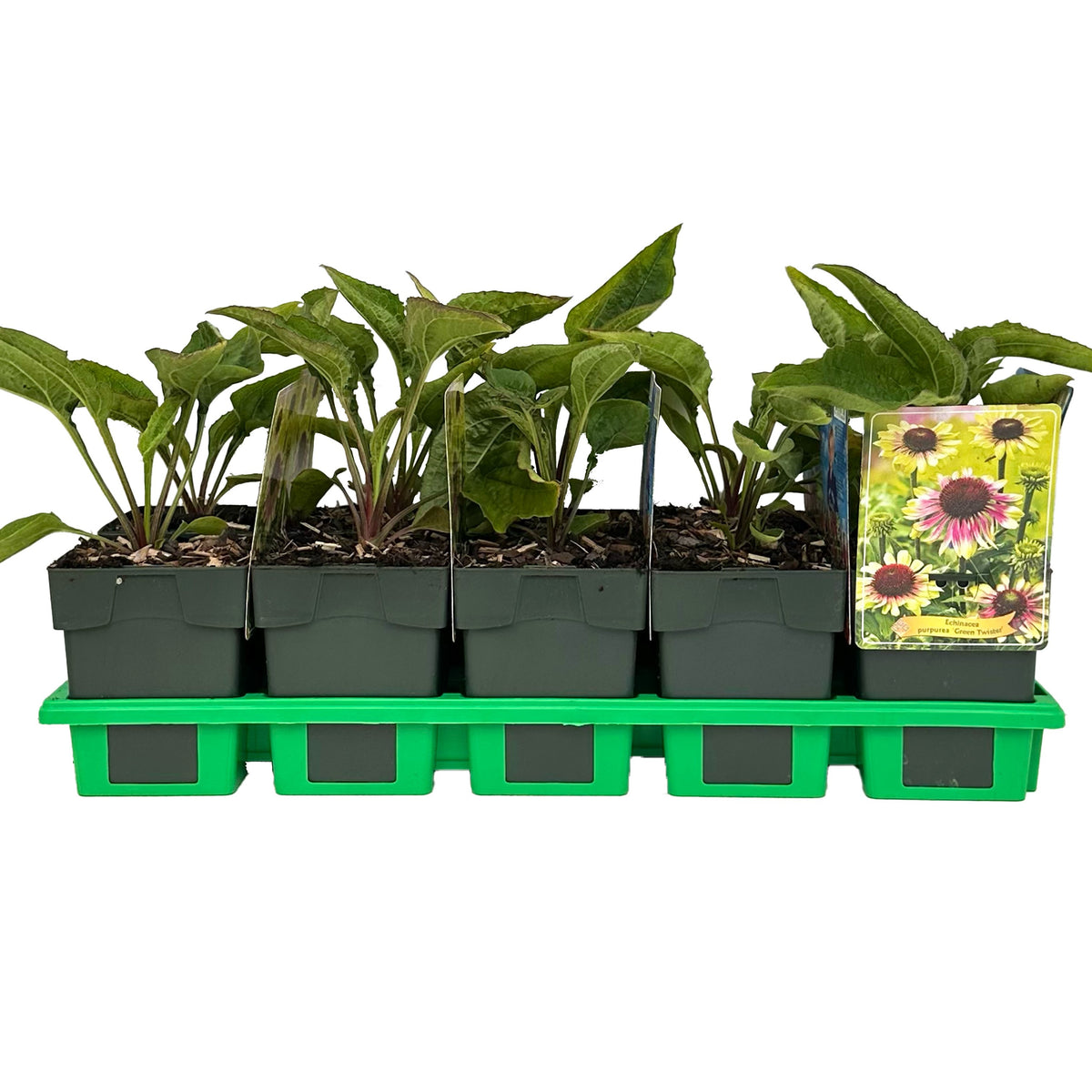 Echinacea purpurea 25cm 11cm Pot