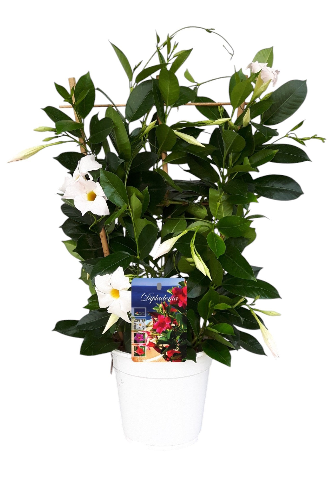 Mandevilla Rio White 60cm 17cm Pot