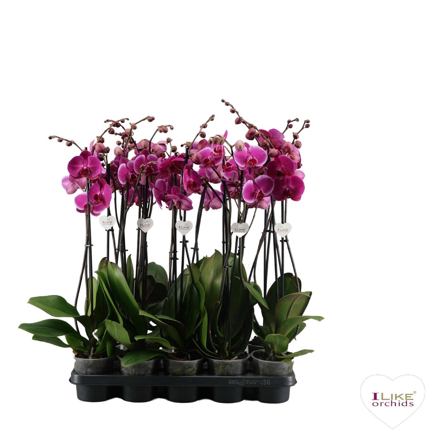 Phalaenopsis purple 65cm 12cm Pot