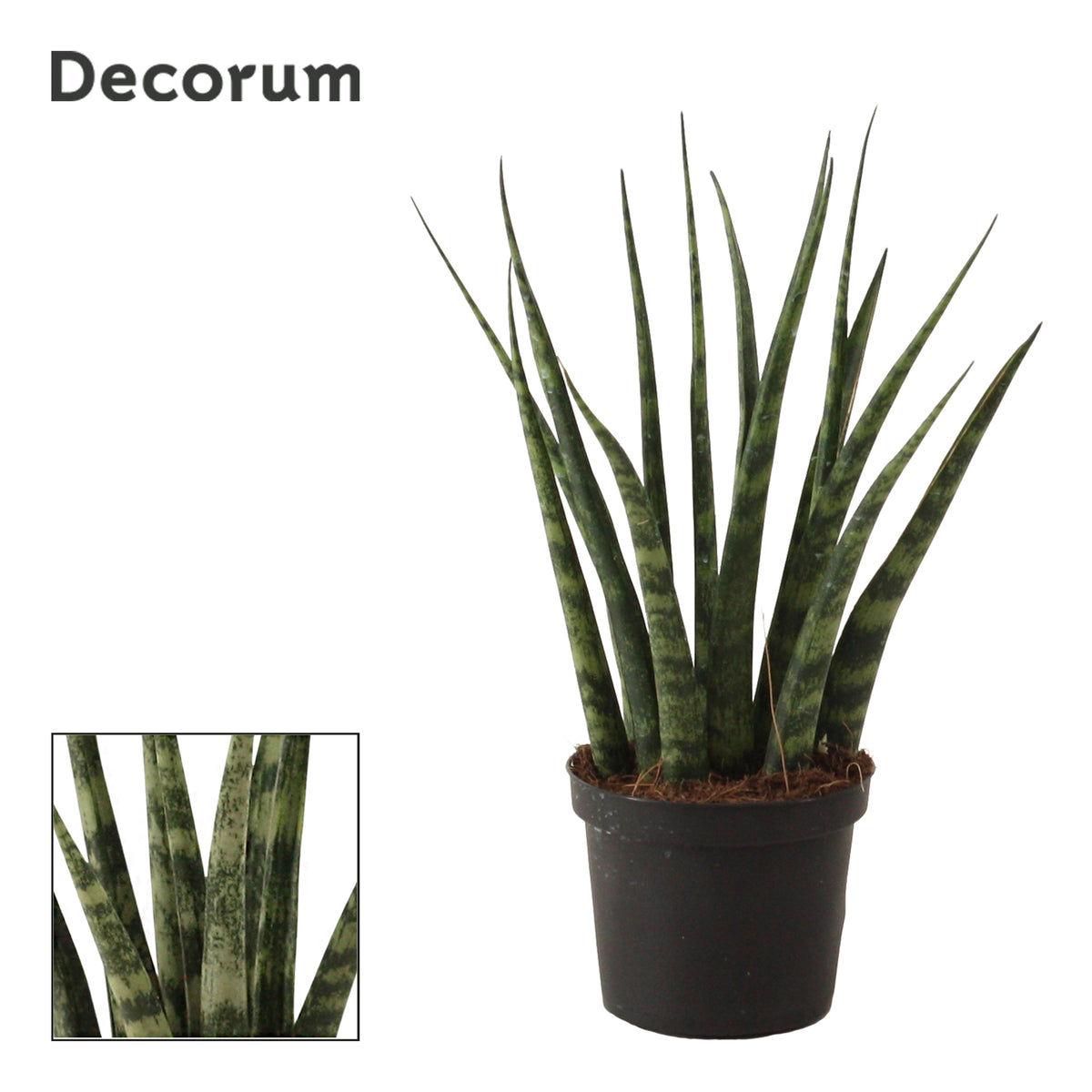Sansevieria Fernwood 25cm 9cm Pot