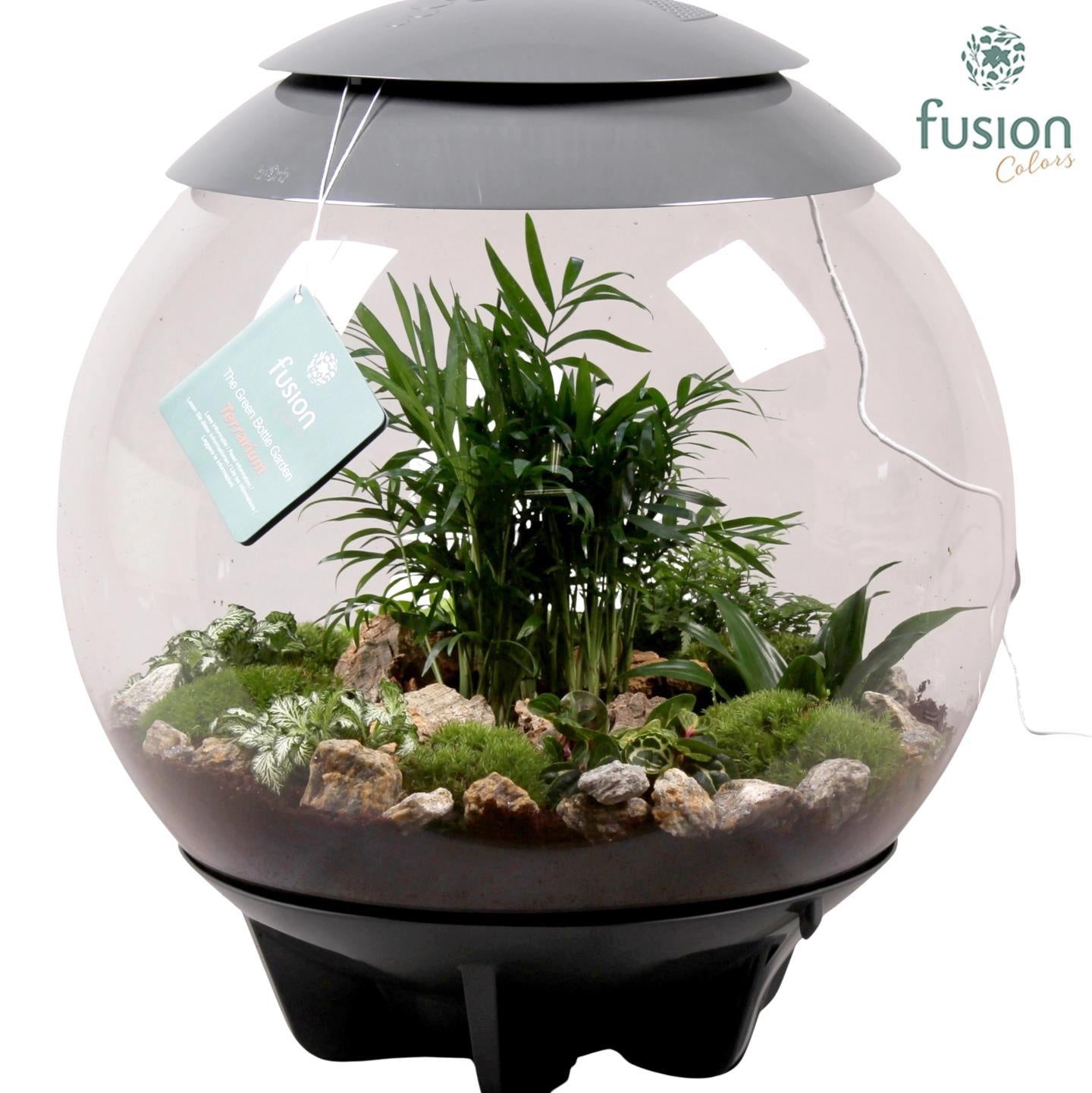 Fusioncolors BV Terrarium XXL Exclusive grijs met arrangement groene planten 10pp Pack of 1