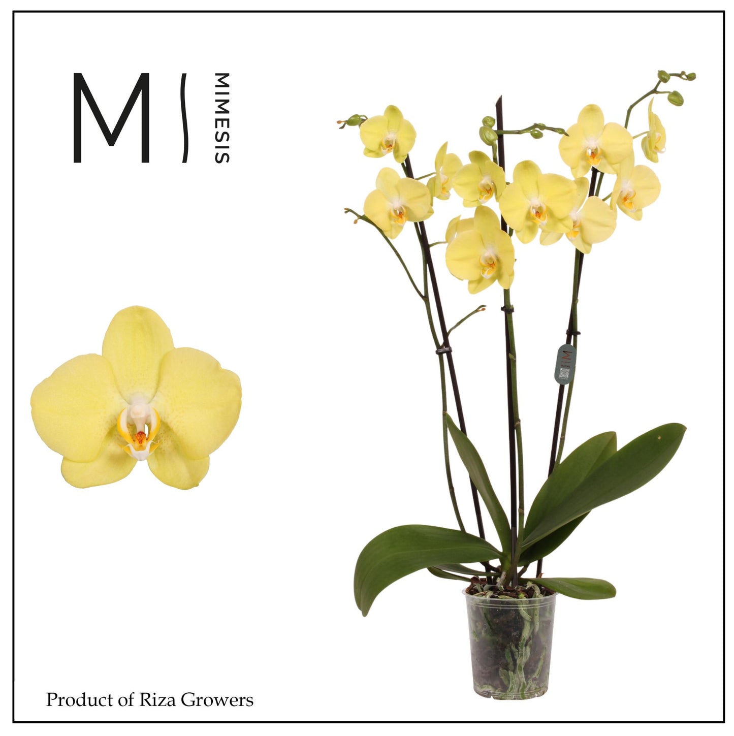 Phalaenopsis Savona 70cm 12cm Pot