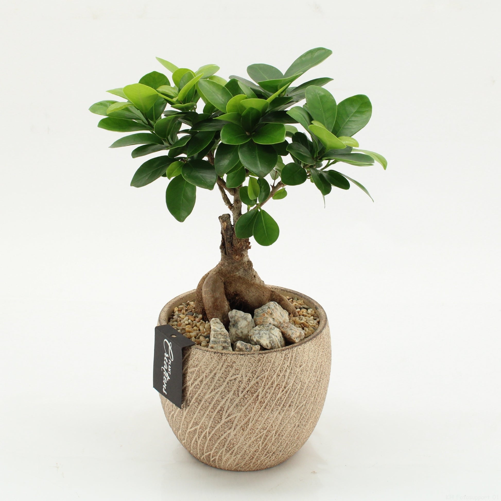 Indoor green arrangement 30cm 14cm Pot