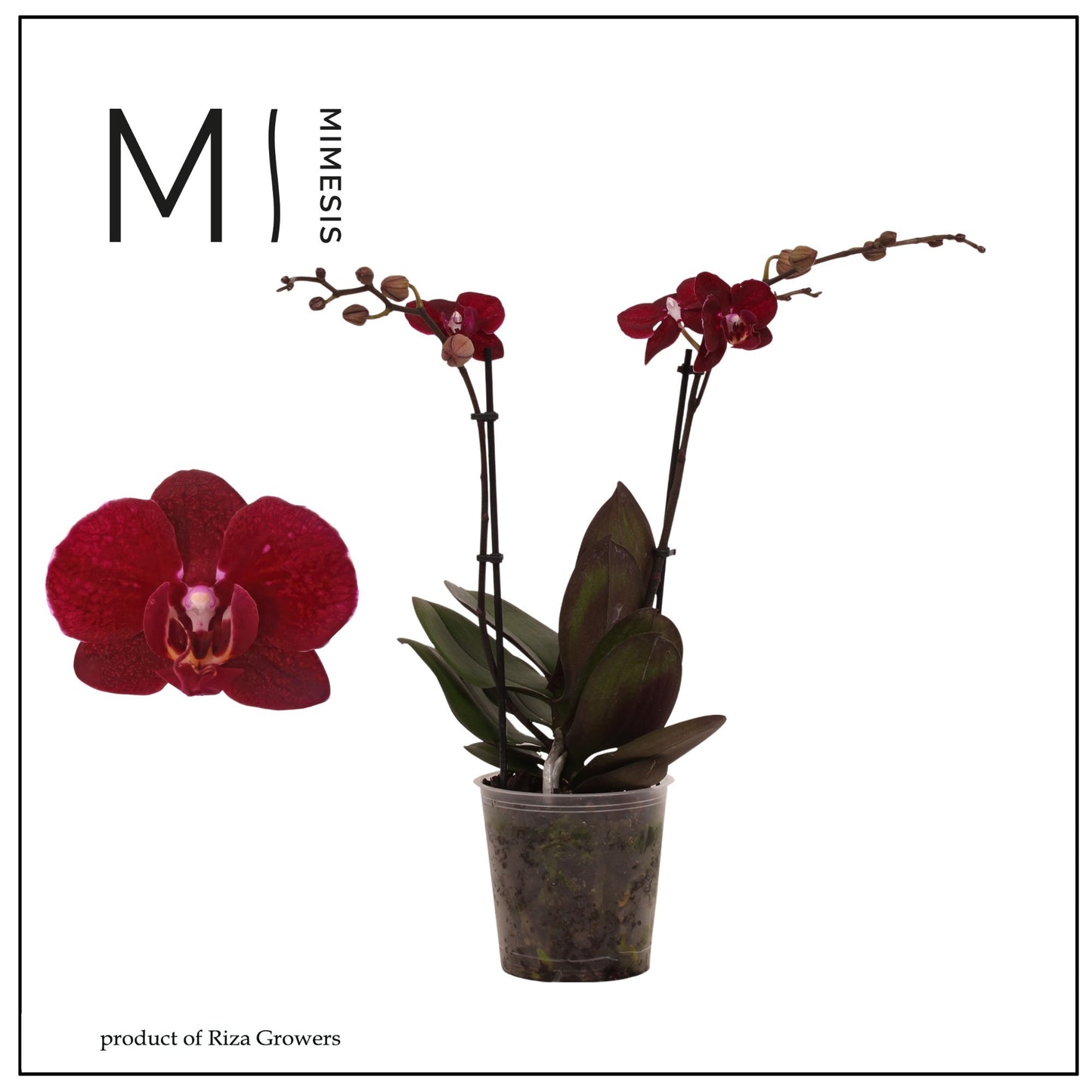 Phalaenopsis mf. Cartagena 50cm 12cm Pot