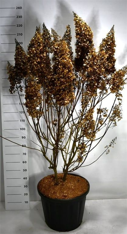 Hydrangea paniculata 220cm 60cm Pot